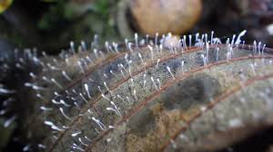 Attēlu rezultāti vaicājumam “Typhula setipes”