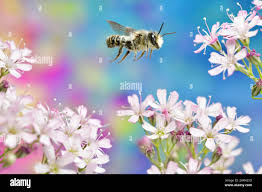 Attēlu rezultāti vaicājumam “Gypsophila fastigiata flower”