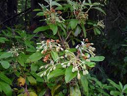 Attēlu rezultāti vaicājumam “Menziesia ferruginea”