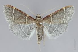 Attēlu rezultāti vaicājumam “Hypsopygia glaucinalis”