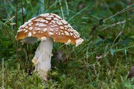 Attēlu rezultāti vaicājumam “Amanita regalis”
