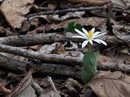 Attēlu rezultāti vaicājumam “Lamproderma puncticulatum stalked”