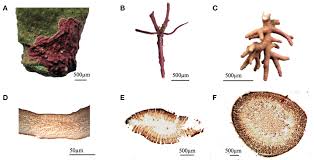 Attēlu rezultāti vaicājumam “Rhodophyta”