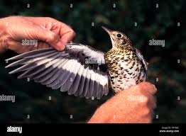 Image result for Zoothera dauma