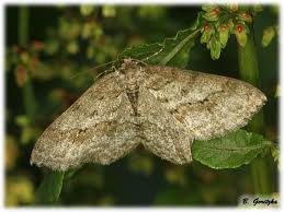 Attēlu rezultāti vaicājumam “Ectropis crepuscularia”
