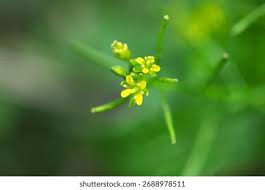 Attēlu rezultāti vaicājumam “Rorippa amphibia leaf”