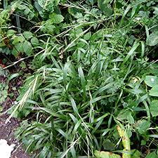 Attēlu rezultāti vaicājumam “Brachypodium sylvaticum flower”