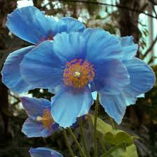 Image result for Meconopsis betonicifolia alba