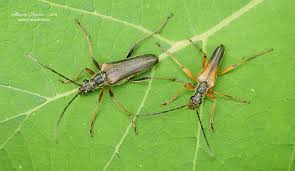 Attēlu rezultāti vaicājumam “Stenocorus meridianus”