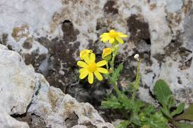 Attēlu rezultāti vaicājumam “Senecio vernalis bud”