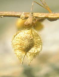 Attēlu rezultāti vaicājumam “Ulmus laevis fruit”