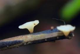 Attēlu rezultāti vaicājumam “Hymenoscyphus sp.”