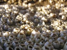 Attēlu rezultāti vaicājumam “Balanus improvisus”