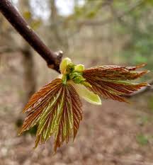 Attēlu rezultāti vaicājumam “Frangula alnus bud”