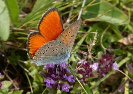 Attēlu rezultāti vaicājumam “Lycaena hippothoe”