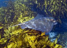 Image result for Myliobatis freminvillei