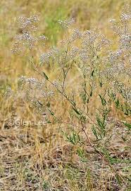 Attēlu rezultāti vaicājumam “Gypsophila fastigiata bud”