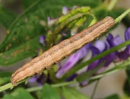 Attēlu rezultāti vaicājumam “Lygephila viciae”