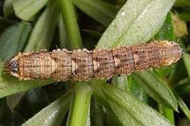 Attēlu rezultāti vaicājumam “Colostygia pectinataria male”