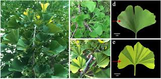 Attēlu rezultāti vaicājumam “Ginkgo biloba leaf”