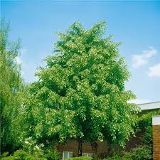 Attēlu rezultāti vaicājumam “Tilia x vulgaris”