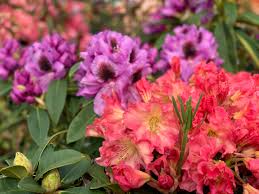 Attēlu rezultāti vaicājumam “rhododendron”