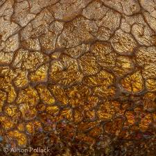 Attēlu rezultāti vaicājumam “Cribraria piriformis stalked”