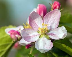 Attēlu rezultāti vaicājumam “Malus domestica flower”