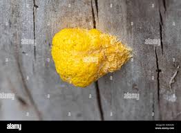 Attēlu rezultāti vaicājumam “Fuligo sp., Lignydium sp.”