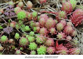 Attēlu rezultāti vaicājumam “Sedum pallidum flower”