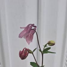 Attēlu rezultāti vaicājumam “Aquilegia vulgaris bud”