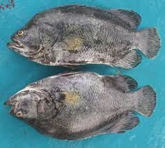 Image result for Lobotes surinamensis