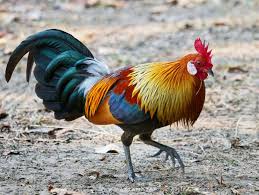 Attēlu rezultāti vaicājumam “Gallus male”