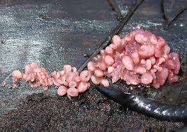 Attēlu rezultāti vaicājumam “Ascocoryne sarcoides”