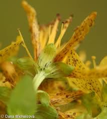 Attēlu rezultāti vaicājumam “Hypericum maculatum leaf”
