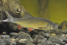 Attēlu rezultāti vaicājumam “Leuciscus idus”