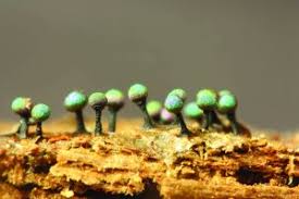 Attēlu rezultāti vaicājumam “Symphytocarpus flaccidus spores”