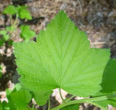 Attēlu rezultāti vaicājumam “Ribes nigrum leaf”