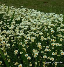 Image result for Färberkamille