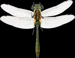 Attēlu rezultāti vaicājumam “Cordulia aenea”