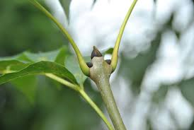 Attēlu rezultāti vaicājumam “Fraxinus excelsior bud”