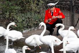 Image result for Sussex Swans