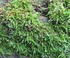 Attēlu rezultāti vaicājumam “Callicladium haldanianum”