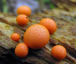 Attēlu rezultāti vaicājumam “Diderma radiatum macro”