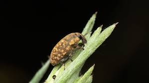 Attēlu rezultāti vaicājumam “Larinus sp.”