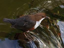 Attēlu rezultāti vaicājumam “Cinclus cinclus adult”