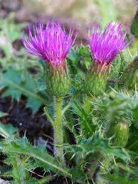 Attēlu rezultāti vaicājumam “Cirsium acaule flower”