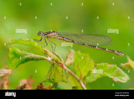 Attēlu rezultāti vaicājumam “Enallagma cyathigerum female”