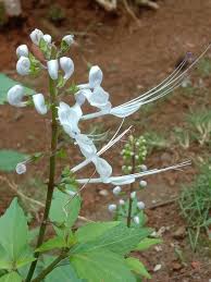 Attēlu rezultāti vaicājumam “Labiatae”
