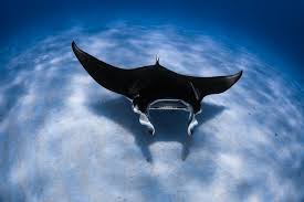 Image result for Mobula alfredi
